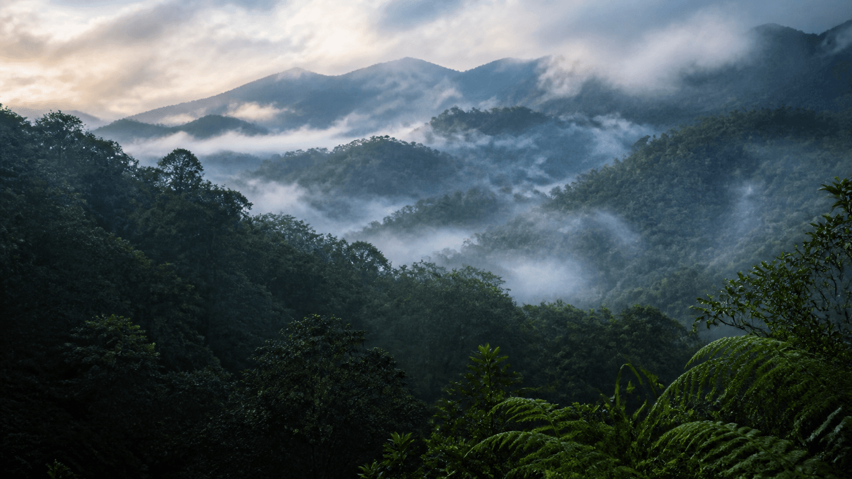 Mist moving between forested ridgelines in the Sri Lankan hill country at dawn